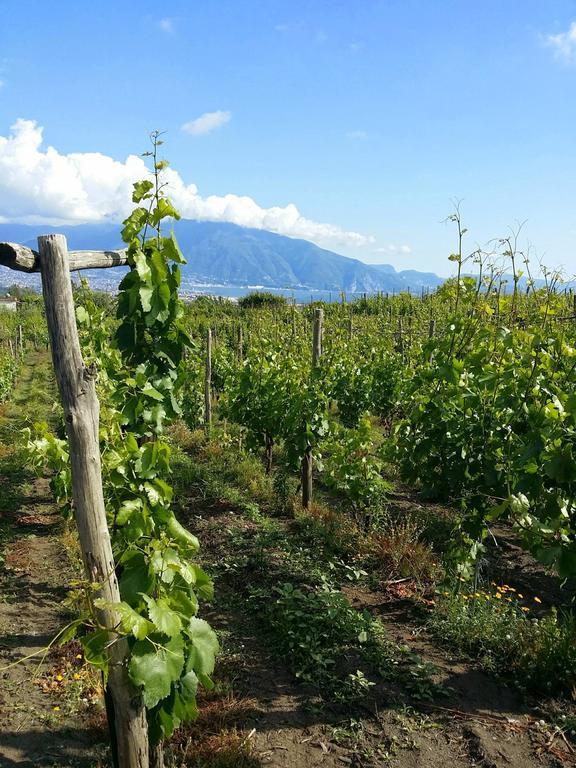Vesuvio Inn Guest House E Wine Experience Boscotrecase Eksteriør bilde